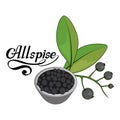 Hand drawn allspice, spicy ingredient, allspice logo, healthy organic food, spice allspice isolated on white background, culinary