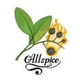 Hand drawn allspice, spicy ingredient, allspice logo, healthy organic food, spice allspice isolated on white background, culinary