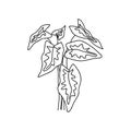Hand drawn alocasia leaves. Vector illustration in doodle style Royalty Free Stock Photo