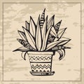 Hand drawn aloe plant in ornamental flower pot. Vintage card with beautiful houseplant. Vector illustration