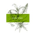 Hand drawn aloe vera branch and flower. Engraved vector banner. healing. Food ingredient, aromatherapy, cooking. For