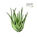 Hand drawn aloe vera bunch. Engraved colored vector illustration. Medical, cosmetic plant. Moisturizing serum