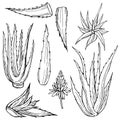 Hand drawn aloe vera plant. Vector sketch illustration Royalty Free Stock Photo
