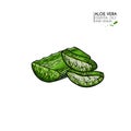 Hand drawn aloe vera sliced leaves. Engraved colored vector illustration. Medical, cosmetic plant. Moisturizing serum