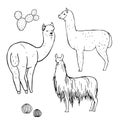 Hand drawn alpacas. Vector sketch illustration.