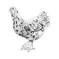 Hand drawn ameraucana chicken illustration