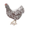 Hand drawn ameraucana chicken illustration