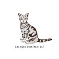 Hand drawn American Shorthair cat