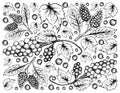 Hand Drawn of Amora Verde Berries and Assyrtiko Grapes