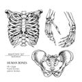 Hand drawn anatomy set. Vector human body parts, bones. Hands, rib cage or ches, pelvic bones. Vintage medicinal