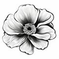 Hand Drawn Anemone Flower Illustration With Striking Symmetrical Patterns Royalty Free Stock Photo