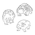 Hand drawn animal Echidna hand drawn Vector monochrome sketch doodle.Tattoo, totem, coloring page.