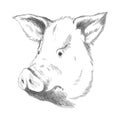 Hand drawn animal. Farm livestock. Vintage vector engraving illustration for poster or web. Hand drawn pig sketch in a