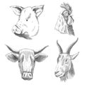 Hand drawn animals. Farm livestock animals. Vintage vector engraving illustrations for poster or web. Hand drawn pig