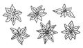 Hand drawn Anise star flower seed plant. Sketch illustration. Spicy herbs. isolated on white