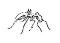 Hand drawn ant insect, doodle pismire painted by ink, emmet sketch vector illustration, black isolated character on white