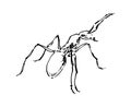 Hand drawn ant insect, small pismire painted by ink, emmet sketch vector illustration, black isolated character on white