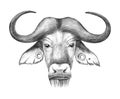 Hand drawn anthropomorphic portrait of buffalo