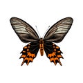 Hand drawn Antropaneura Semperi butterfly Royalty Free Stock Photo