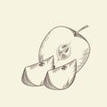 Hand drawn apple. Ripe sliced apples isolated on background