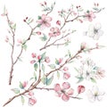 Hand drawn apple tree branches and flowers, blooming tree.