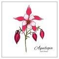 hand drawn Aquilegia flower . Vector illustration of plant elements for floral design. Colorful columbine flower for