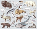 Hand drawn Arctic animals collection Royalty Free Stock Photo