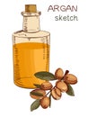 Hand drawn argan oil bottle and branch sketch. Colored. VECTOR art