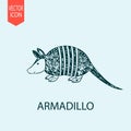 Hand drawn armadillo design vector flat isolated illustration Royalty Free Stock Photo