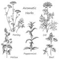 Hand drawn aromatic herbs.