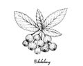 Hand Drawn of Aronia or Chokecherries