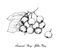 Hand Drawn of Arrowwood Berries or Globose Berries Royalty Free Stock Photo