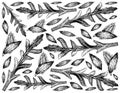 Hand Drawn of Arugula Leaves and Cumin Seeds