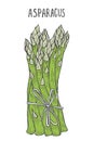 Hand drawn asparagus.