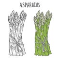 Hand drawn asparagus.