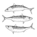 Hand drawn Atlantic Mackerel