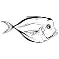 Hand Drawn Atlantic Moonfish Selene Setapinnis. Sea Food. Moonfish. Sea Fish.Tasty Seafood. Ocean Sport Fishing. Fresh Seafood