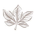 Hand drawn autumn chestnut leaf in line art style. Leaf icon for clothes, bed linen, postcards, icon, sticker Royalty Free Stock Photo