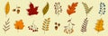 Hand drawn autumn collection with seasonal plants and leaves. Set of hand drawn plants, leaves, flowers. Colorful of natural