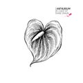 Hand drawn autumn flowers. Anthurium flower.Vintage engraved art. Botanical illustration. Good for flower shop