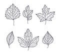 Hand Drawn Autumn Leaf Contour or Outline Vector Set Royalty Free Stock Photo