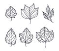 Hand Drawn Autumn Leaf Contour or Outline Vector Set Royalty Free Stock Photo