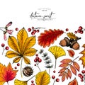 Hand drawn autumn leaf. Vector colorful tree leaves. Fall forest folliage. Maple, oak, chestnut, birch, acorn, ginkgo