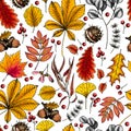 Hand drawn autumn leaf. Vector seamless pattern of tree leaves. Fall forest folliage. Maple, oak, chestnut, birch, acorn
