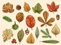 Hand drawn autumn leaves. Color falling forest foliage, october oak, acorn and chestnut, maple leaf vintage etching Royalty Free Stock Photo