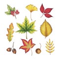 Hand Drawn Autumn Leaves Royalty Free Stock Photo