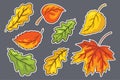 Hand Drawn Autumn Leaves Sticker Set. Collection of forest foliage. Oak, maple and hazel leaf. Autumn decorative Royalty Free Stock Photo