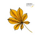 Hand drawn autumn leaves. Vector isolated colorful icon of chestnut tree. Fall forest folliage. Park seasonal colored Royalty Free Stock Photo