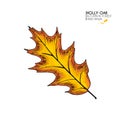 Hand drawn autumn leaves. Vector isolated colorful icon of holly oak tree. Fall forest folliage. Park seasonal colored Royalty Free Stock Photo