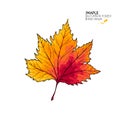 Hand drawn autumn leaves. Vector isolated colorful icon of maple tree. Fall forest folliage. Park seasonal colored Royalty Free Stock Photo